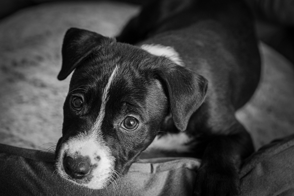 portrait of a black-and-white puppy