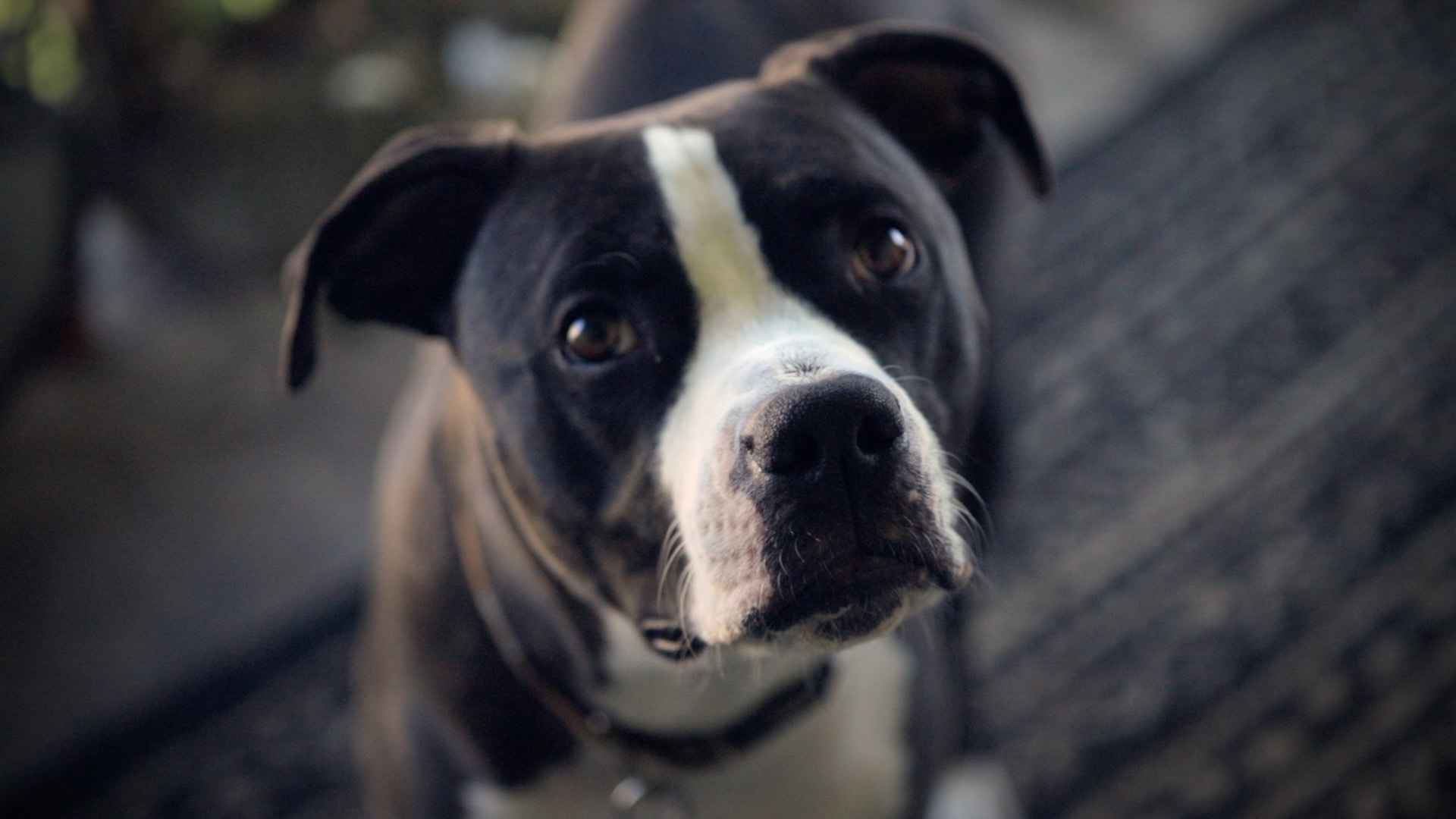 close up of a dog's face